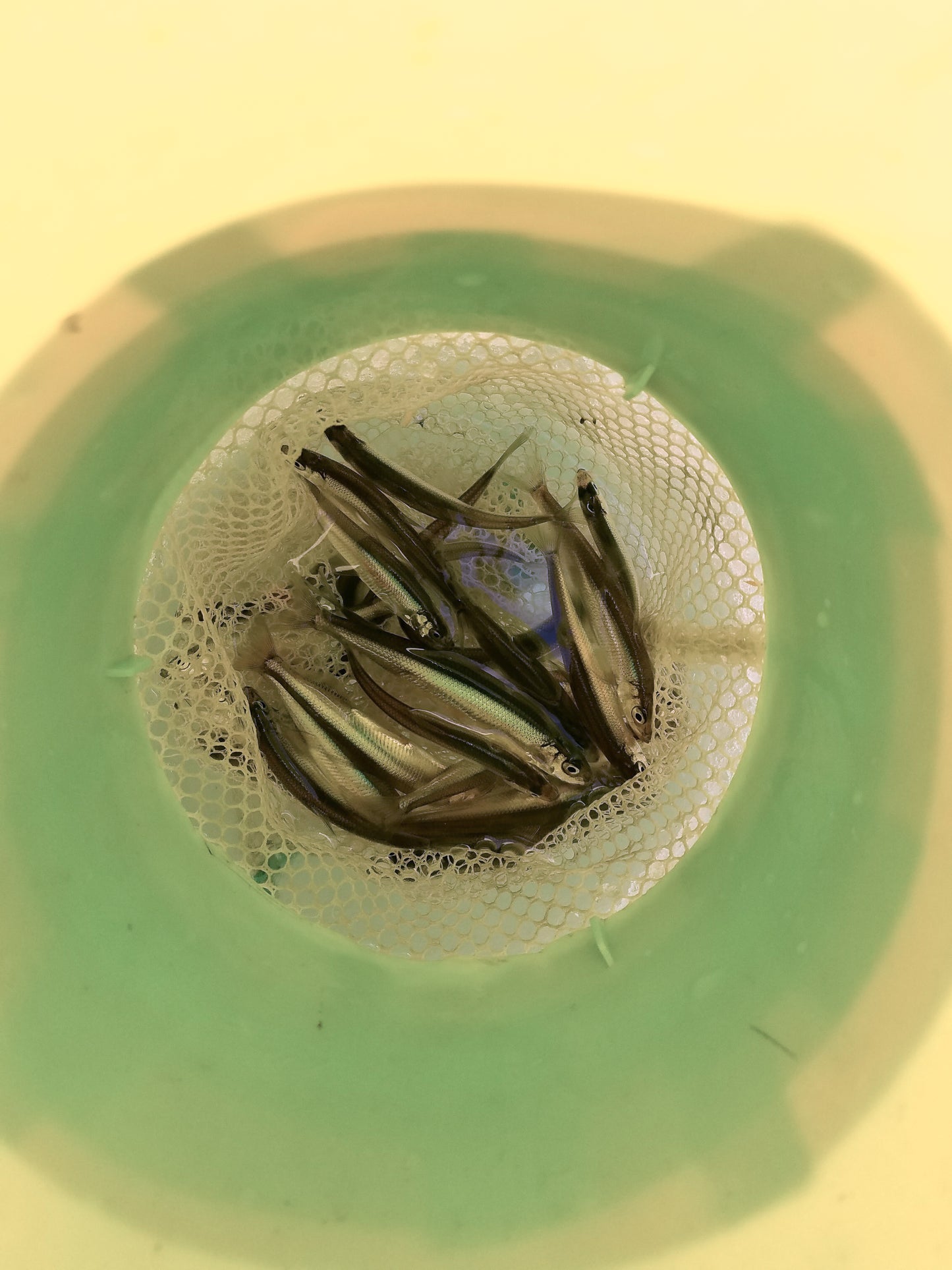 ファミリー釣り体験(午前コース)